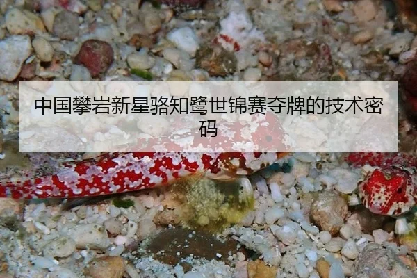 中国攀岩新星骆知鹭世锦赛夺牌的技术密码